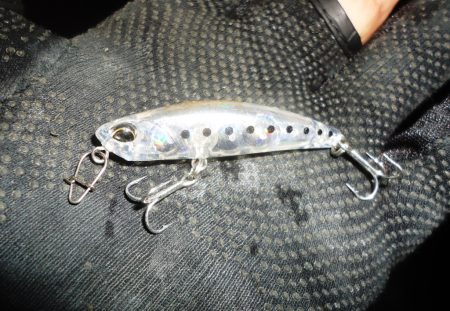 メバル・プラッキング