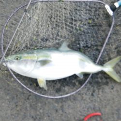 いるはずない魚が・・・