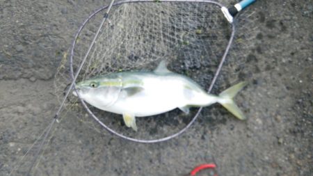 いるはずない魚が・・・