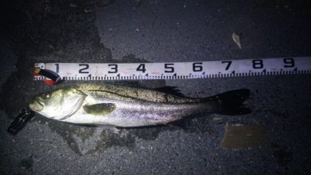 連日で記録更新♪