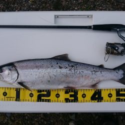 サクラマスを再びキャッチ!!