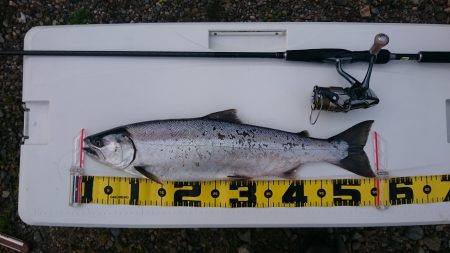 サクラマスを再びキャッチ!!