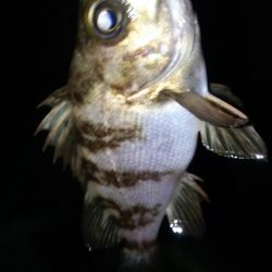 アジング&メバリング