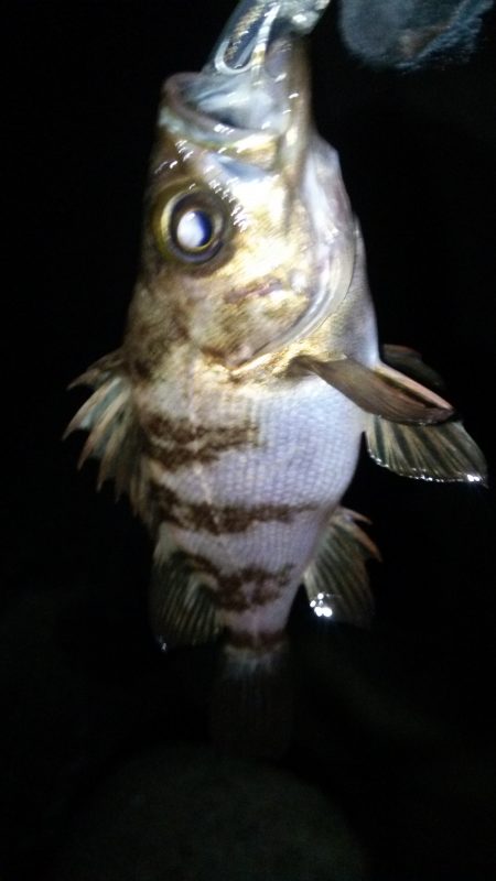 アジング&メバリング