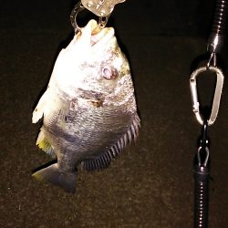 チニング釣もなかなか