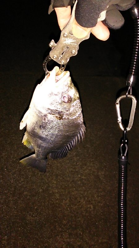 チニング釣もなかなか