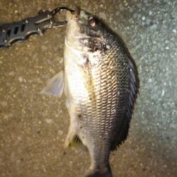 少しずつ上向いてる感じです。