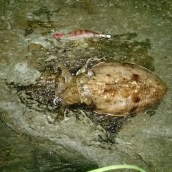 鷹ノ巣エギング