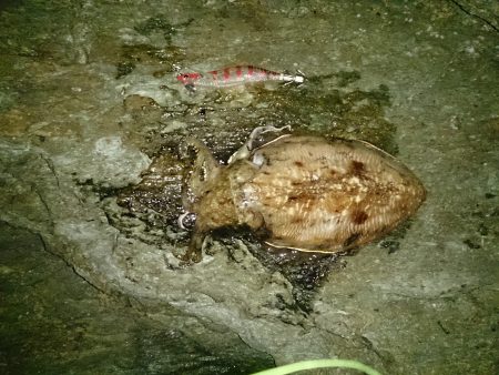 鷹ノ巣エギング