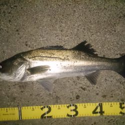 石津でルアーゲーム