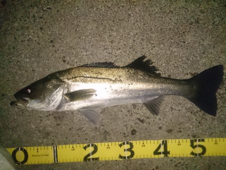 石津でルアーゲーム