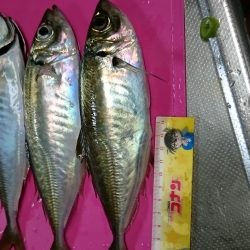 久しぶりのアジでした