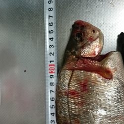 メバリングでウミタナゴ