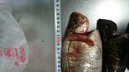 メバリングでウミタナゴ