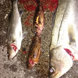 メバリングのはずが