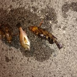 いい季節になりました