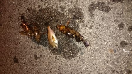 いい季節になりました