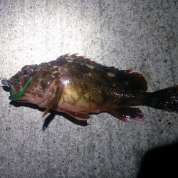 アジは、どこ…