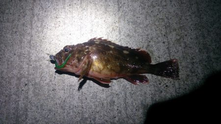 アジは、どこ…