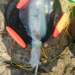 栖原地磯で春イカ満喫!!