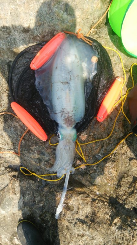 栖原地磯で春イカ満喫!!