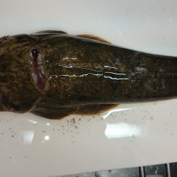 紀の川マゴチゲーム