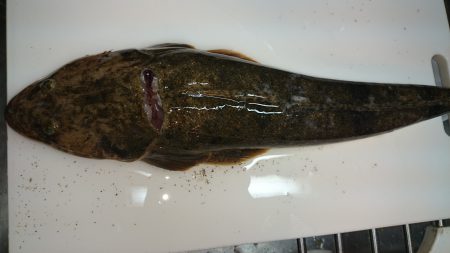 紀の川マゴチゲーム