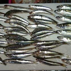 田ノ浦 エギング&ジギング時々サビキ