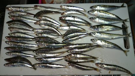 田ノ浦 エギング&ジギング時々サビキ