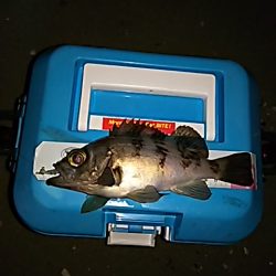 メバルのサイズが上がってきました。