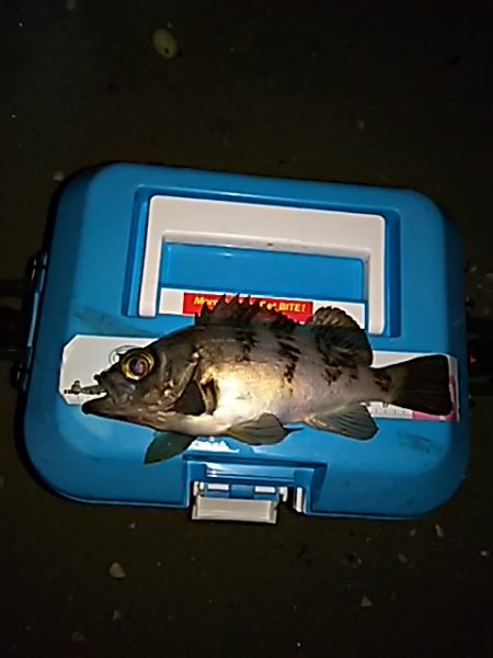 メバルのサイズが上がってきました。