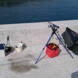 紀北にも春アオリシーズン到来