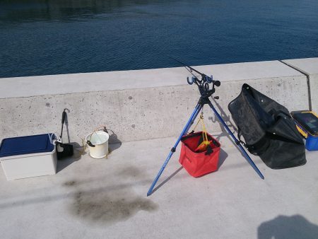 紀北にも春アオリシーズン到来