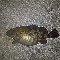 ふぐの猛攻にあいながら。