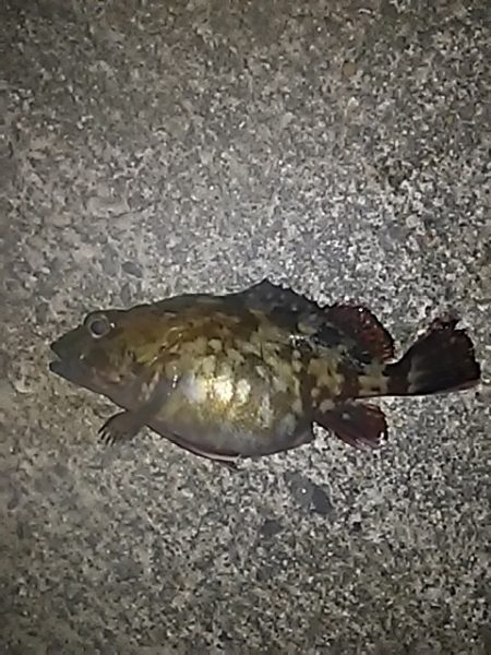 ふぐの猛攻にあいながら。