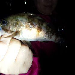 メバルの活性が悪い