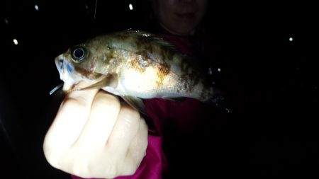 メバルの活性が悪い