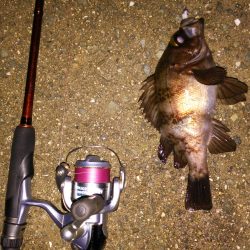 西浦メバリング