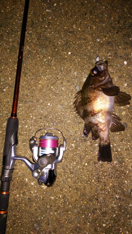 西浦メバリング