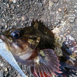 テトラで遊ぼう！