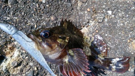 テトラで遊ぼう！