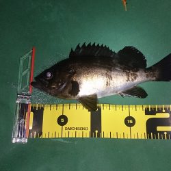 シャローは楽しい