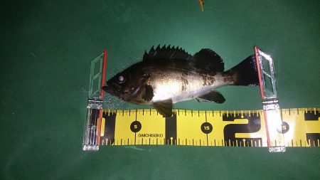 シャローは楽しい