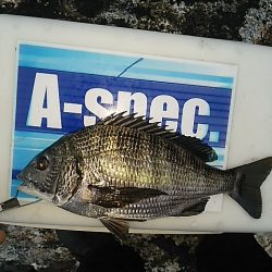 エビ撒き釣り2015*4*4