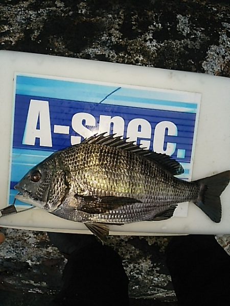 エビ撒き釣り2015*4*4