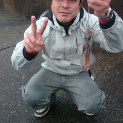 雨の中のアオリイカ