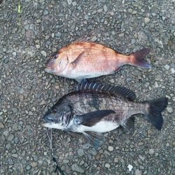 最後の一投で釣れました