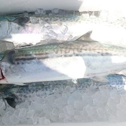 地引き網パターン