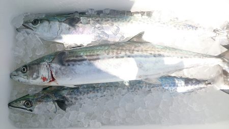 地引き網パターン