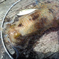 今年初のアオリイカ